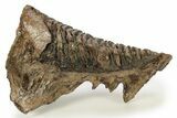 Woolly Mammoth Lower M Molar - North Sea Deposits #272814-2